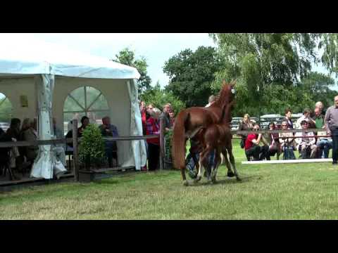 Sudweyher Fohlenschau 2016 - Kat.-Nr. 40