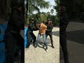 FBI Saw The Real Magic Shorts Zeckking