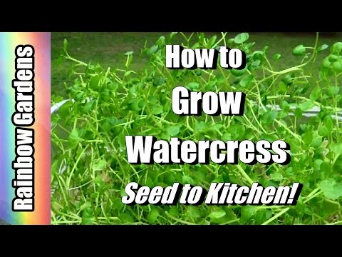 4K How to Grow Superfood Watercress Indoors! Cut -n- Come Again! Seed to Kitchen