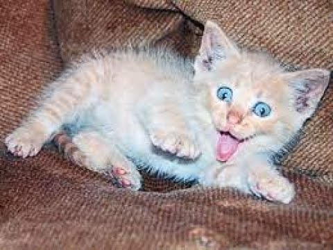 😻 Gatto psicopatico VS Veterinario 😻