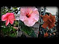 Rain Whatsapp Status Rain Aesthetic Status Barish Status Rain Day Nature Whatsapp Status