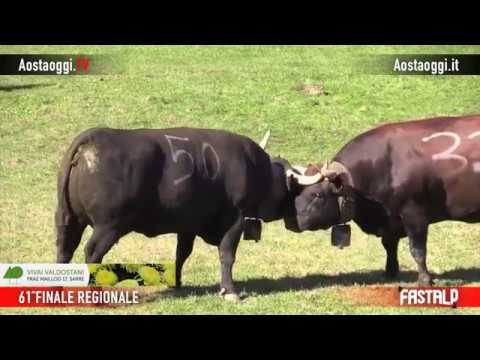 Batailles de Reines finale regionale Valle d'Aosta 2018 ( prima parte )