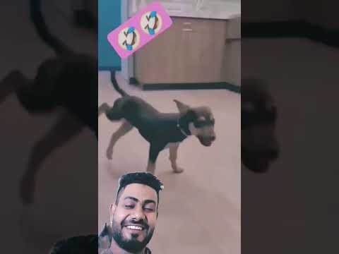 #dog #funny #puppy #trendingremix video short #viral