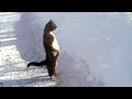 WATCH and TRY TO STOP LAUGHING Super F WATCH and TRY TO STOP LAUGHING Super F