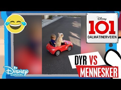 Dalmatinerveien 101 | Dyr vs Mennesker: Kjøring 🚗- Disney Channel Norge