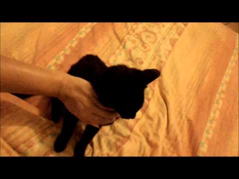 Câlinous de Coline à sa sortie de la clinique 09 07 2012