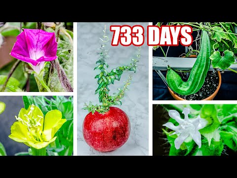 733 Days to 8 Minutes Plant Growing Time Lapse Compilation