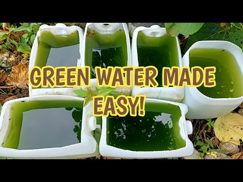 HOW TO CULTURE GREEN WATER EASILY