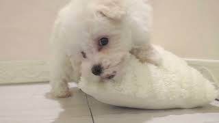 ハーフ犬の動画01