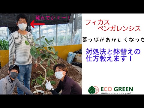 緑葉エルサレムセージ、フロミススライム、フロミスビスコサ