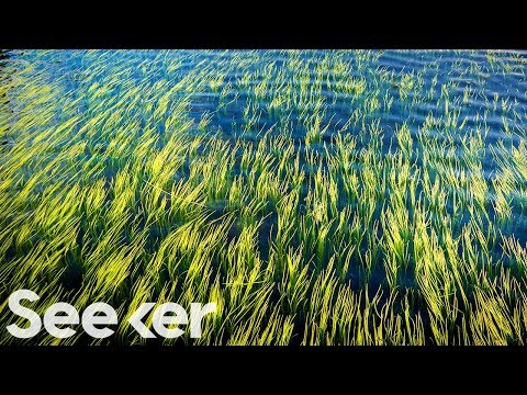 海藻如何減緩氣候變化 (How Seaweed Could Slow Down Climate Change)