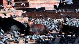 Nepal - by Maya Mtieli (Music by Boris Grebenshchikov -  Winter Rose)