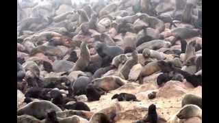 preview picture of video 'Cape Cross Seal Reserve Namibia'