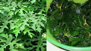 THIS PLANT IS CALLED “GOD’S GIFT” AS IT CAN CURE DISEASES!