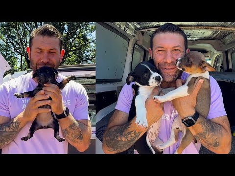We took in 11 starving puppies from a backyard breeding situation | Lee Asher