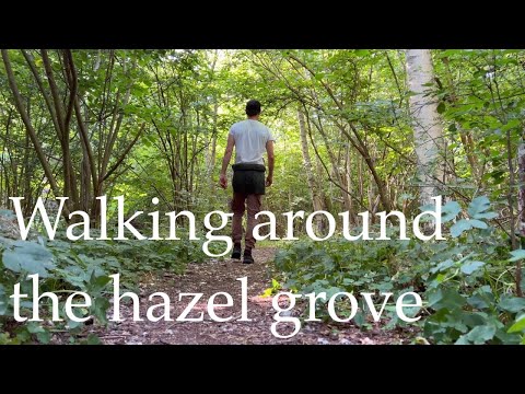 Hazel grove, through the seasons