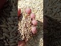 Barley Seed Jaoe