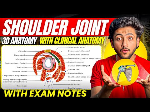 Upper Limb Anatomy - Shoulder Joint | MBBS 1st Year | Full Explanation With Exam Notes | MBBS World