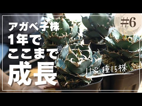園芸 東洋のプラタナス、東洋のプラタナス