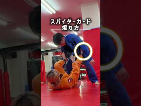 スパイダーガード煽り方 #ブラジリアン柔術 #bjj #jiujitsu #格闘技