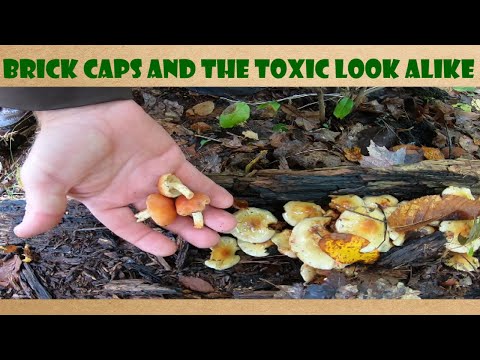 Cogumelos Brick Cap - Características de colheita e identidade