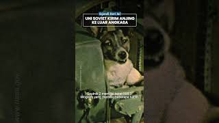 Laika, Anjing Pertama yang Dikirim ke Luar Angkasa Pakai Pesawat 'Sputnik-2' Bikinan Uni Soviet