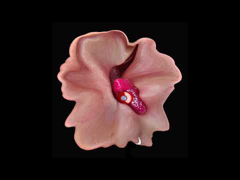 SINDEX PREMIERE: Valerie Ace - Angel Acid [HARDWON006]