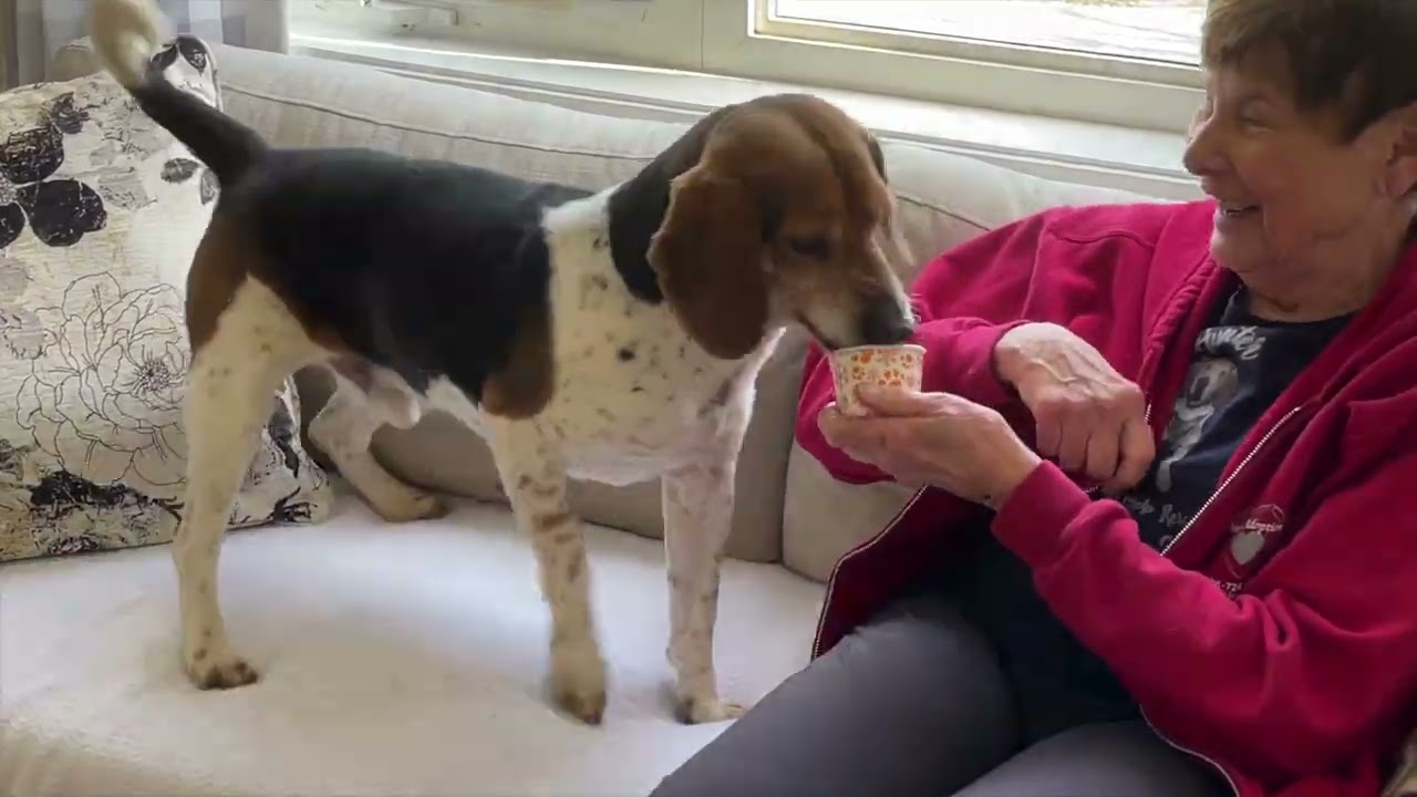 Hunter, a Adoptable mixed breed in Charles Town, WV video 6/6