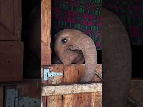 how clingy is a baby elephant#funny #elephant #animal #cute #nature