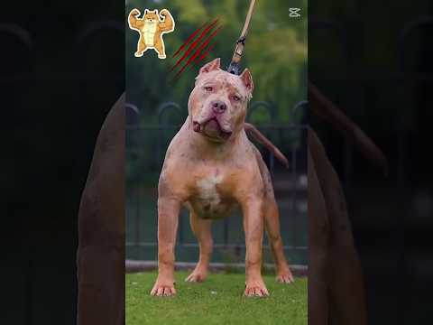 HOW TO TRAIN A PITBULL? WAYS TO PREVENT AGGRESSION