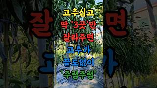 고추심고 비싼 비료줄것도 없어요 딱 '3곳'만 잘라주면 가을까지 고추가 끝도없이 주렁주렁