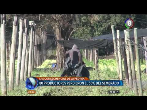 PRODUCTOR CINTURON VERDE