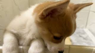 コーギーの動画01