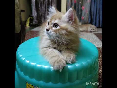 Mine🔥#cat #trending #sahiba #music #meow #trending #edit #viral #reels #beats#trending #cat 