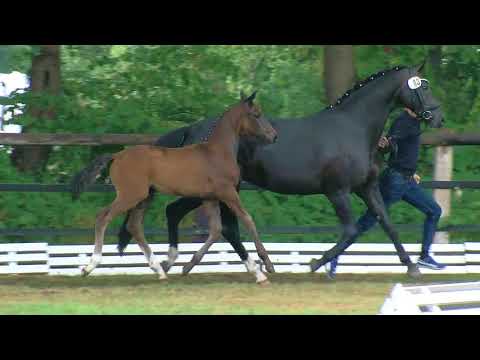 Stutfohlen v Vitalis x Daily Deal x Sandro Hit 2018