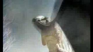 どろろ DORORO MV　SHADOWS FALL-final call