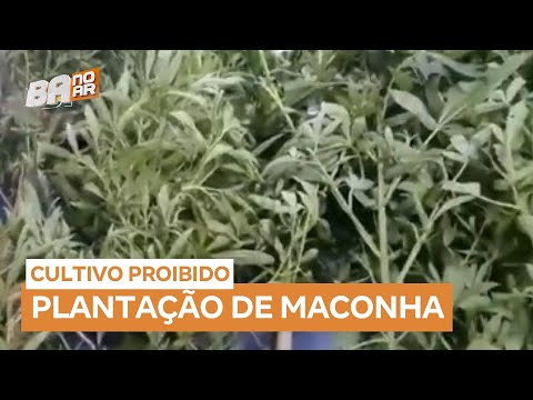 Polícia encontra plantação de maconha em área rural de Guaratinga (BA)