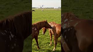 Download lagu Horse mating behind the scene video 5 mp3