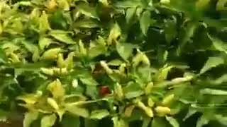 Download lagu Wa 083838404063 Budi daya Cabe Berbuah Lebat Dengan Pupuk Nasa mp3 Download lagu Wa 083838404063 Budi daya Cabe Berbuah Lebat Dengan Pupuk Nasa mp3