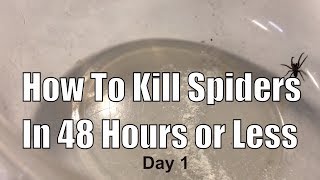 How To Kill Spiders In 48 Hours or Less