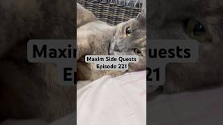 My Angel Max Up for adoption Max Saga #funny lazy #funniestvideo #alwayslaughing #screech