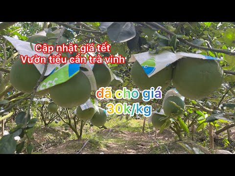 Dẫn lái bưởi xuất khẩu đi xem vườn bưởi tết tại tiểu cần trà vinh và cái kết