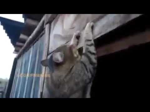 يقرب شي مش نمياويه