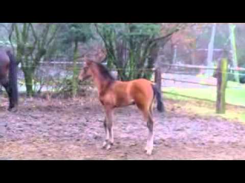 Artrevido März12 PRE X Holsteiner.WMV