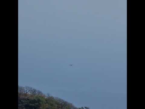 Bonjour petit aigle de Verreaux
