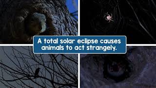 What You Need to Know About Solar Eclipses | STEM Video for Kids
