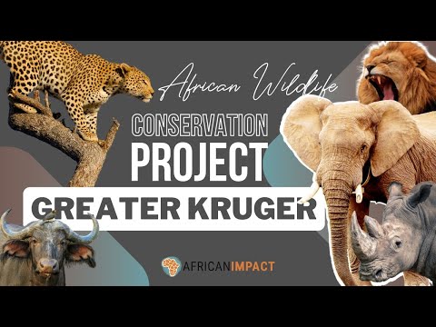 Big 5 Conservation Project in South Africa