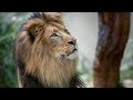 Sinhala Dubbed Full Movie සිංහලෙන් හඩකැවු සම්පූර්ණ ච�