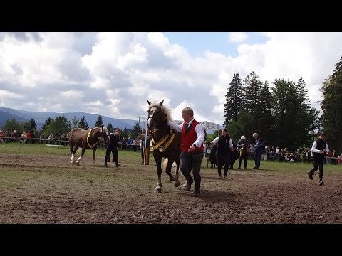 Rossfest 2022 - Sankt Märgen - Endring aller Klassen mit Auswahl der Siegerstuten + Siegerehrung