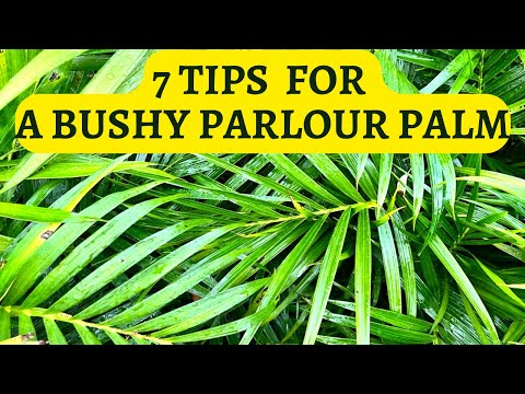 Chamaedorea Elegans plant care - Tricks to deal with leave problems